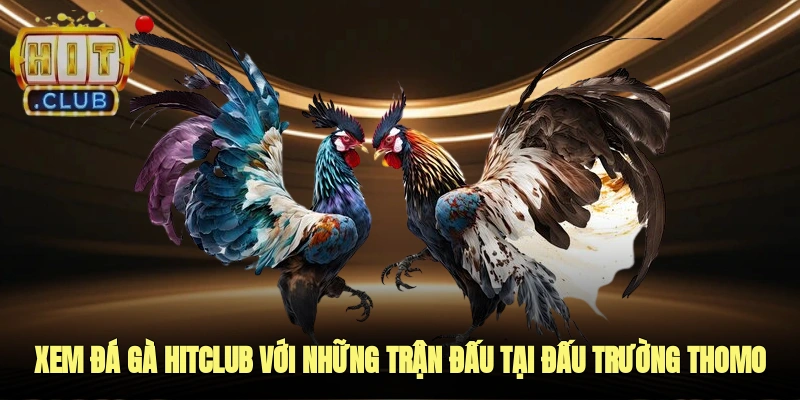 Xem đá gà HITCLUB với những trận đấu hay tại đấu trường Thomo